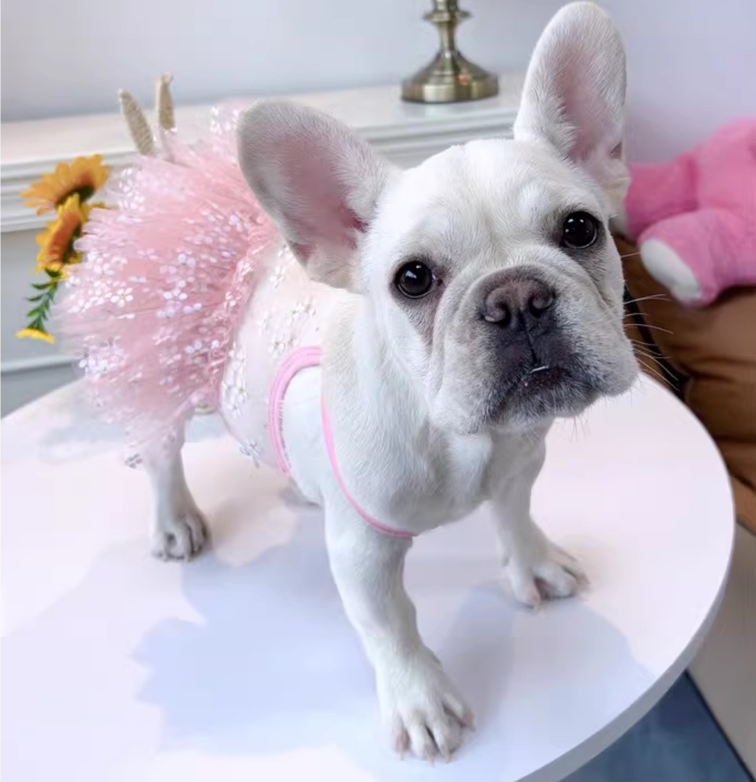 Gaun Pug Musim Panas Pakaian B - Summer Clothing In French ulasan dan harga