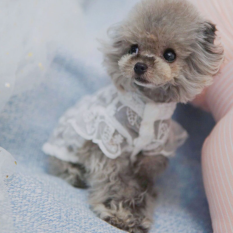 Gaun Penyiangan Anjing Putri R - Xl Summer Clothing ulasan dan harga