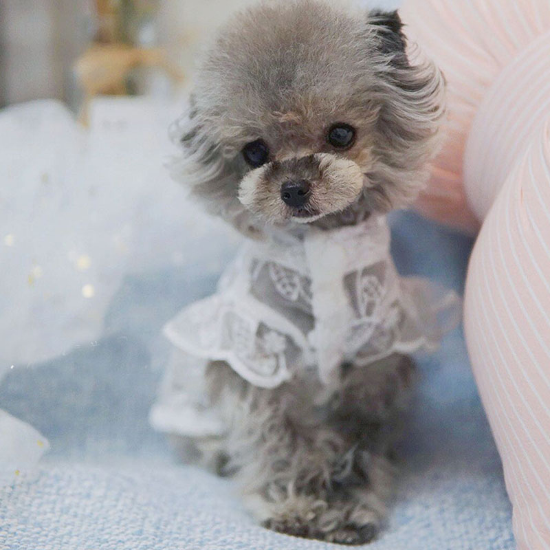 Gaun Penyiangan Anjing Putri R - Xl Summer Clothing ulasan dan harga
